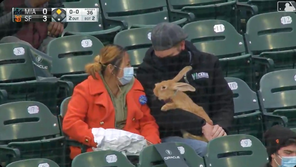 Therapy bunny at San Francisco Giants game becomes instant sensation, San  Francisco Giants