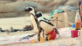 The Trailer For Patton Oswalt’s New Nature Docuseries ‘Penguin Town’ Is Freaking Adorable As Hell