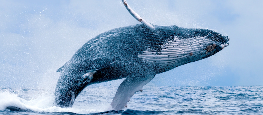 humpback-whale-top.jpeg