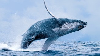 A Cape Cod Diver Was Swallowed Whole By A Humpback Whale And Miraculously Lived To Tell The Tale