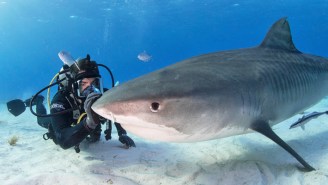 What’s On Tonight: Eli Roth’s ‘FIN’ Gets Deadly Serious For Shark Week, And It’s ‘Loki’ Season Finale Time