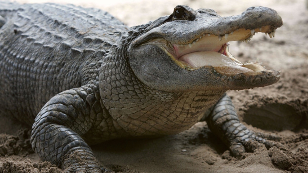 alligator-getty.jpg