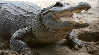 A Louisiana Man Had His Arm Bitten Off By An Alligator Walking In Hurricane Ida’s Floodwaters, And Then He Vanished
