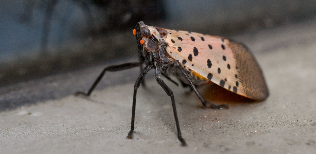 Experts Gave The OK To Kill Lanternflies And The Internet Responded