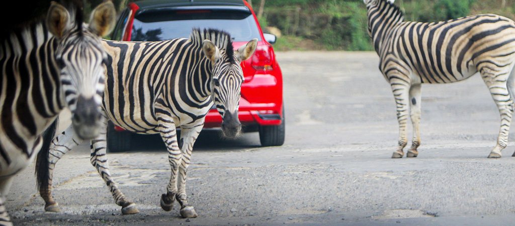 zebras-top.jpg