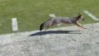 A Fox Ran On The Field During The Red River Showdown Despite The Game Being On ABC