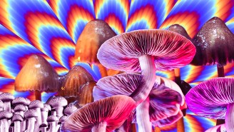 A Conversation About Psilocybin And The Mushroom Boom With The Team Behind ‘Fantastic Fungi’