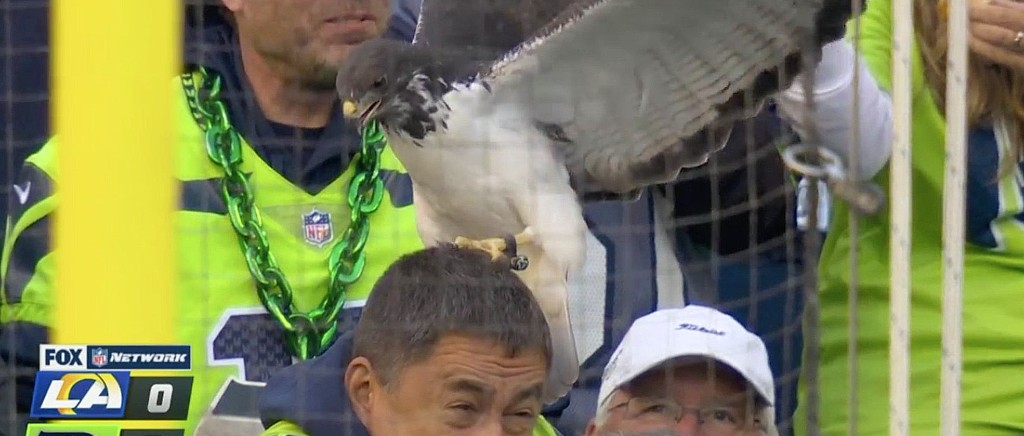 seahawk-top.jpg