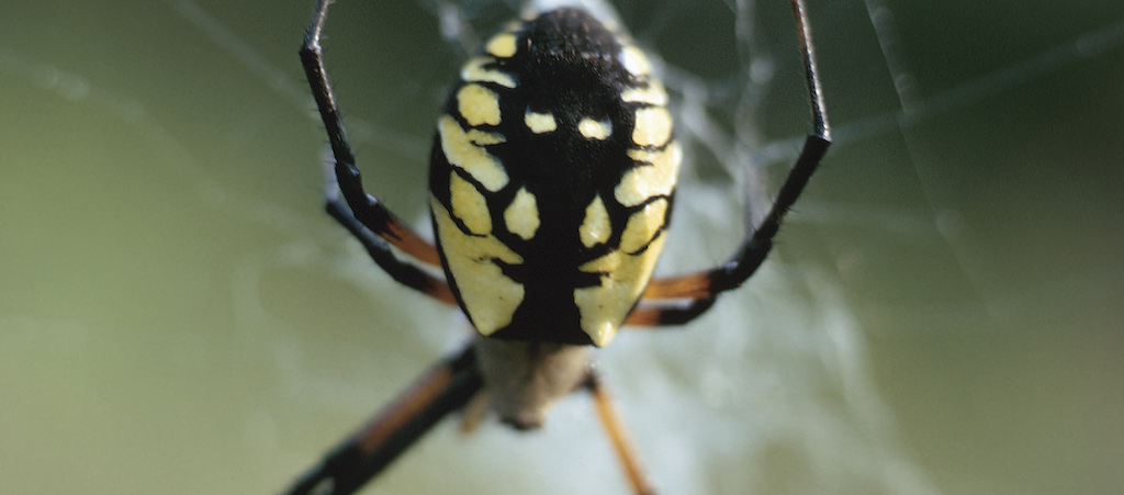 joro spider