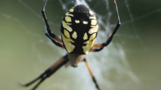 An Invasion Of Giant Asian Spiders In Georgia Is Like Something Straight Out Of ‘Arachnophobia’
