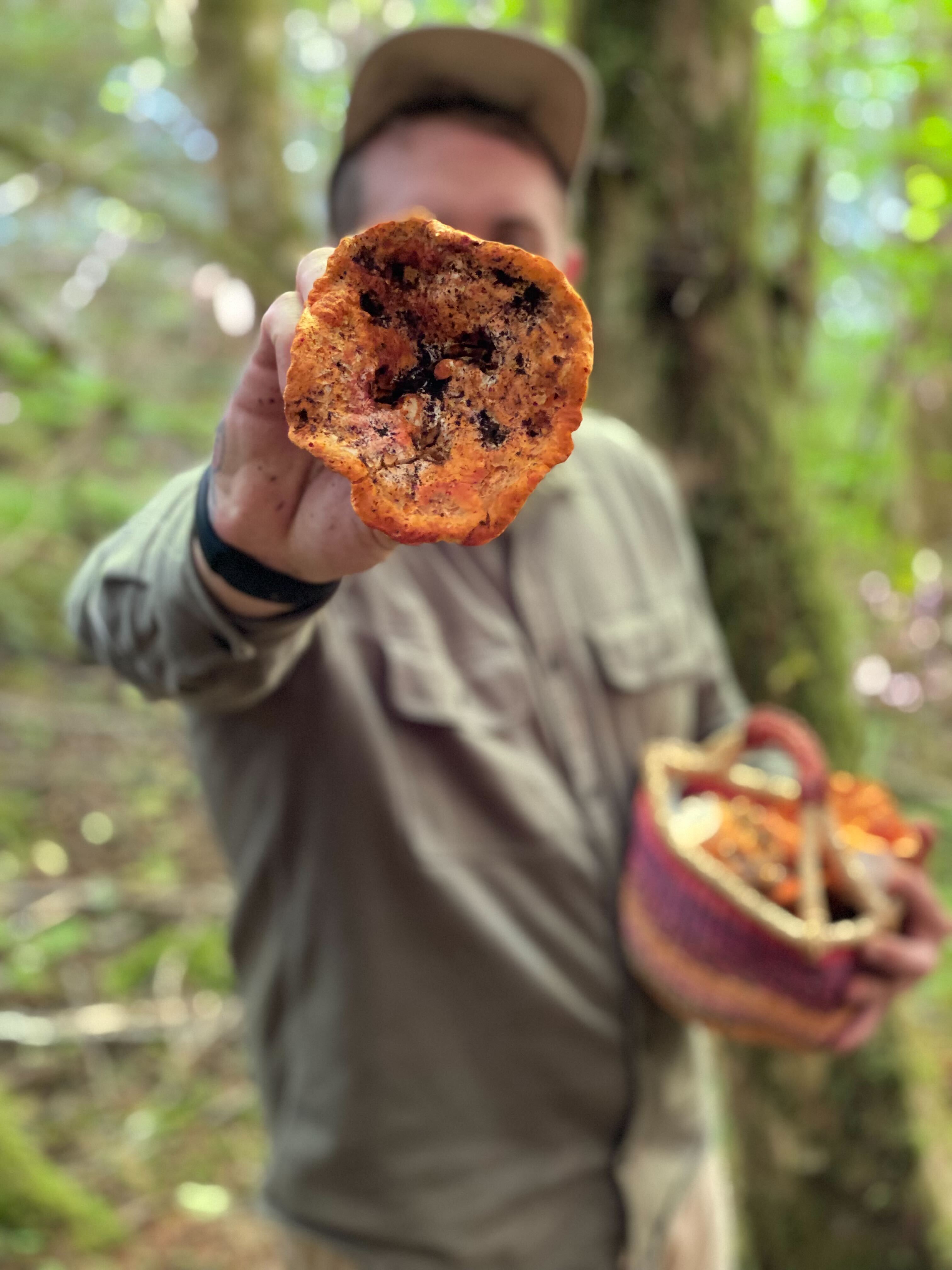 foraging mushrooms oregon