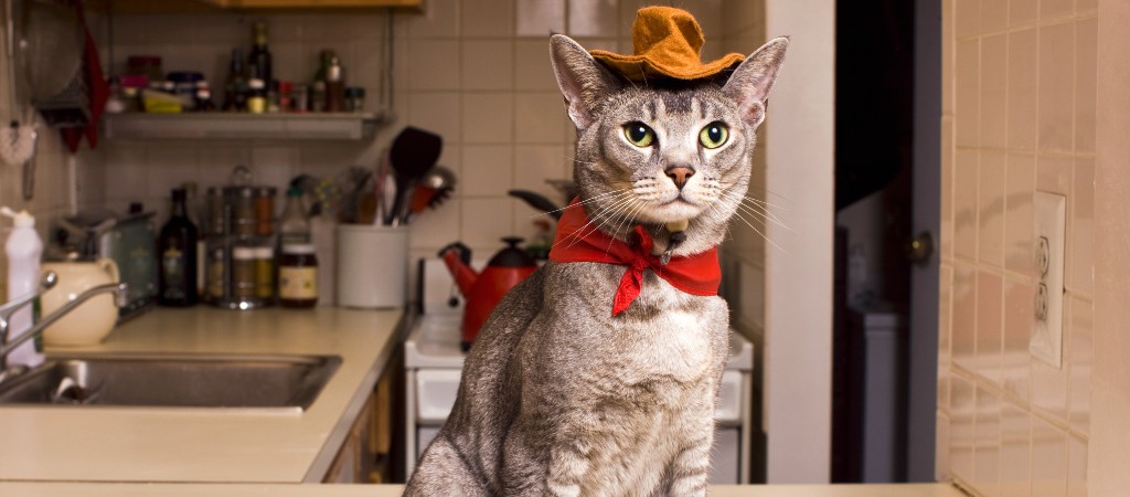 cat in a cowboy hat