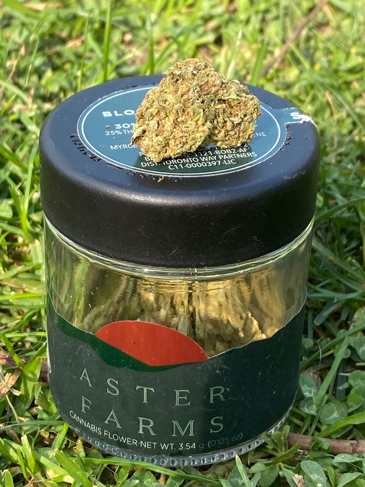 Blood Orange by Aster Farms