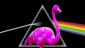 A Flamingo Named Pink Floyd Has Reappeared (In Texas?) After Going Missing Over 15 Years Ago