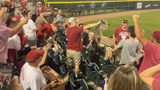 There Were So Many Raccoons In The Stands At An Arkansas Baseball Game