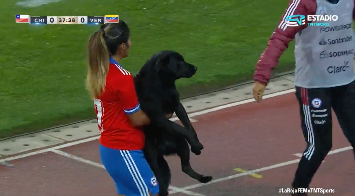 Un perro corre por la cancha durante un partido de fútbol entre Chile y Venezuela