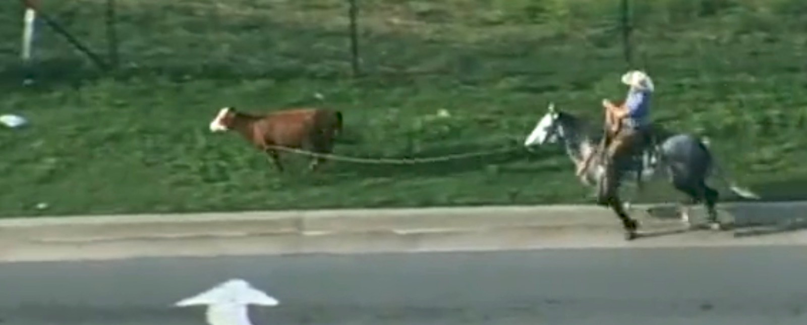 loose cow
