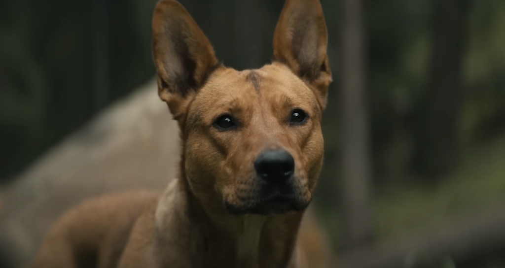 Dog from store the movie coco