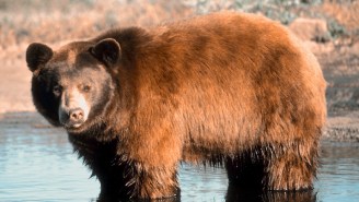 Our Nation’s Most Important Yearly Tradition, Fat Bear Week, Has Been Rocked By Voter Fraud