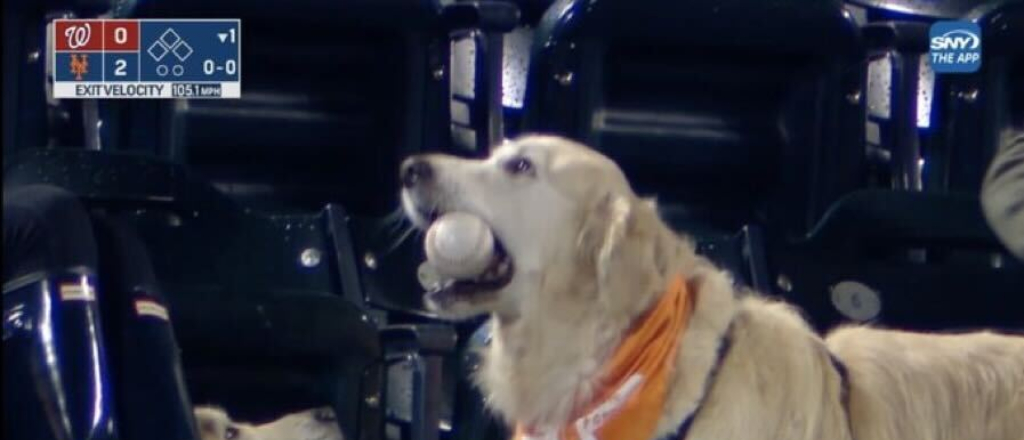 dog home run mets