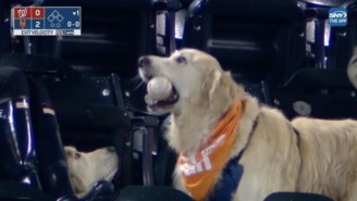 A Huge Dog Caught A Francisco Lindor Home Run And Seemed Pretty Happy About It