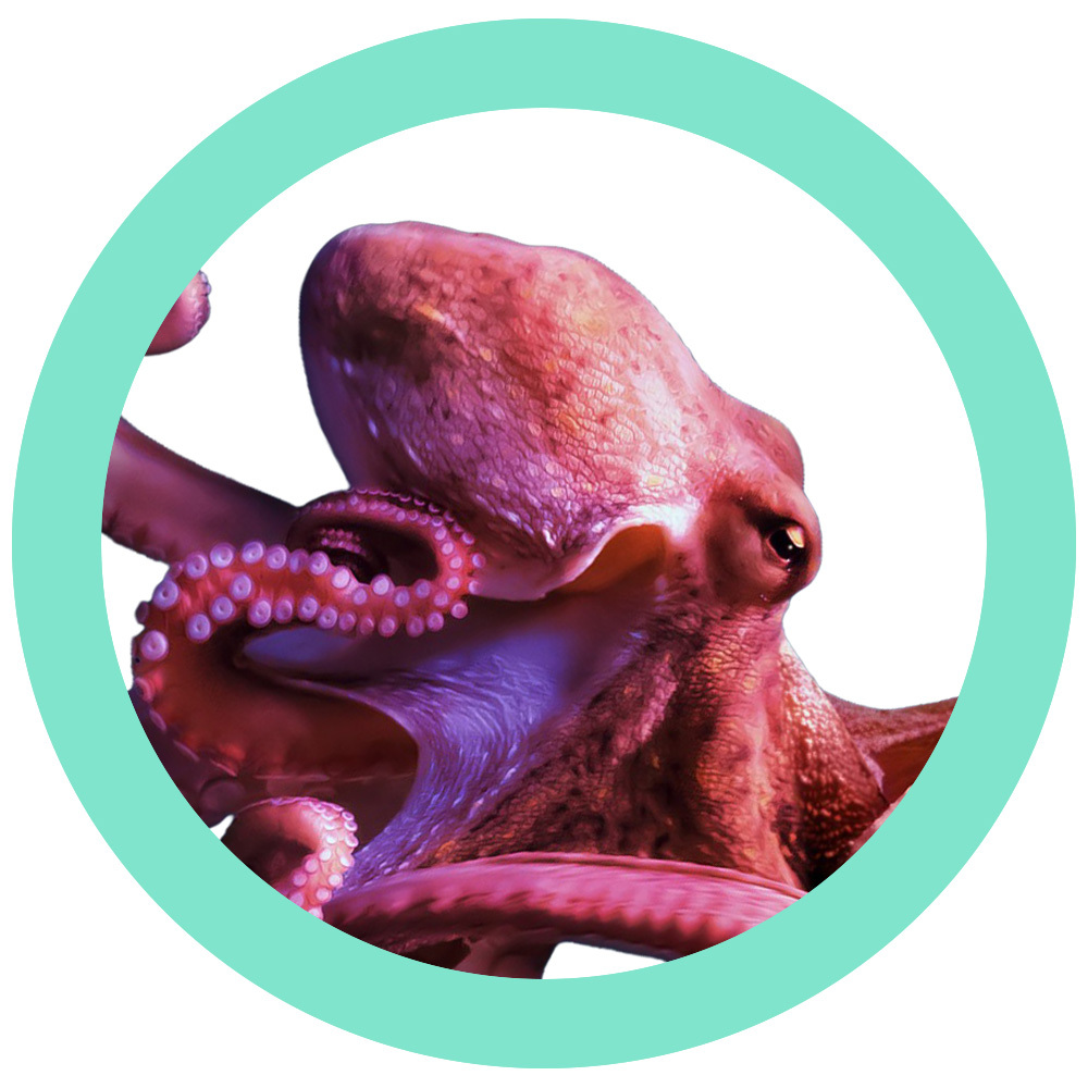 Octopus!