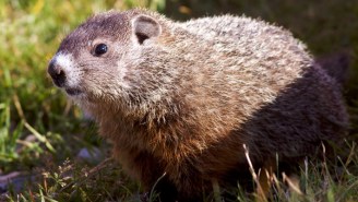 Quebec’s Groundhog Day Festivities Went Sideways Fast When The Groundhog Turned Up Dead