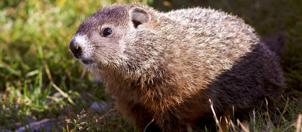 Quebec Groundhog Day Fred la Marmotte