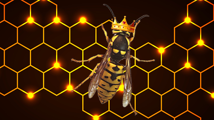 Yellow jacket queen bee