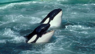 Orcas Keep Sinking Ships Off The Iberian Coast, Possibly Out Of Revenge