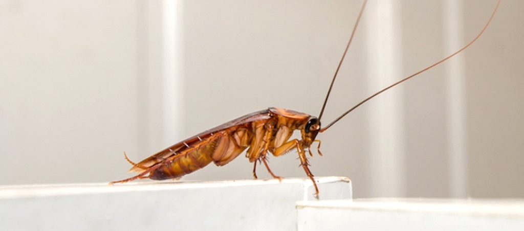 cockroach