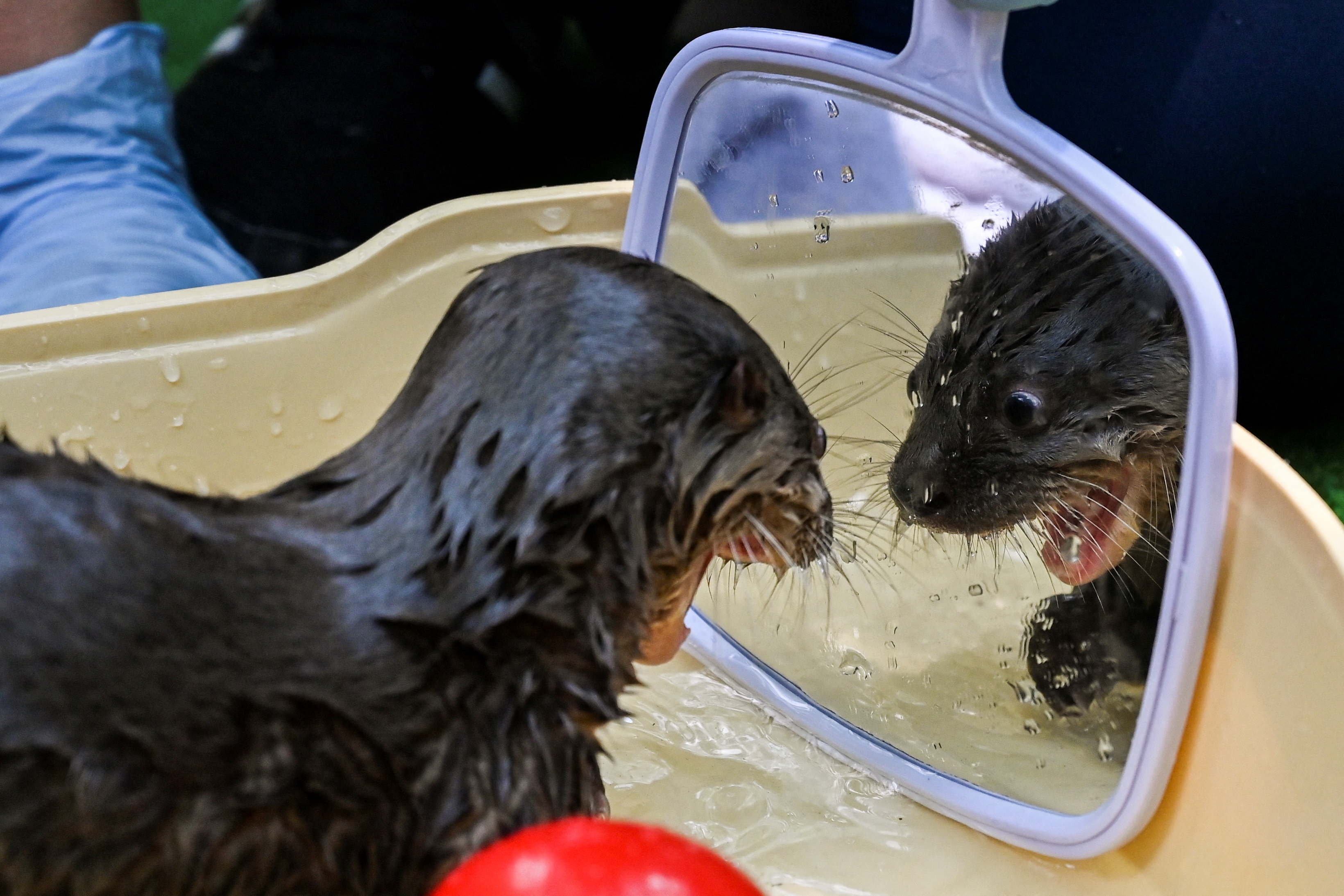 Rogue Otter Who Keeps Stealing Surfboards Is Hard To Catch