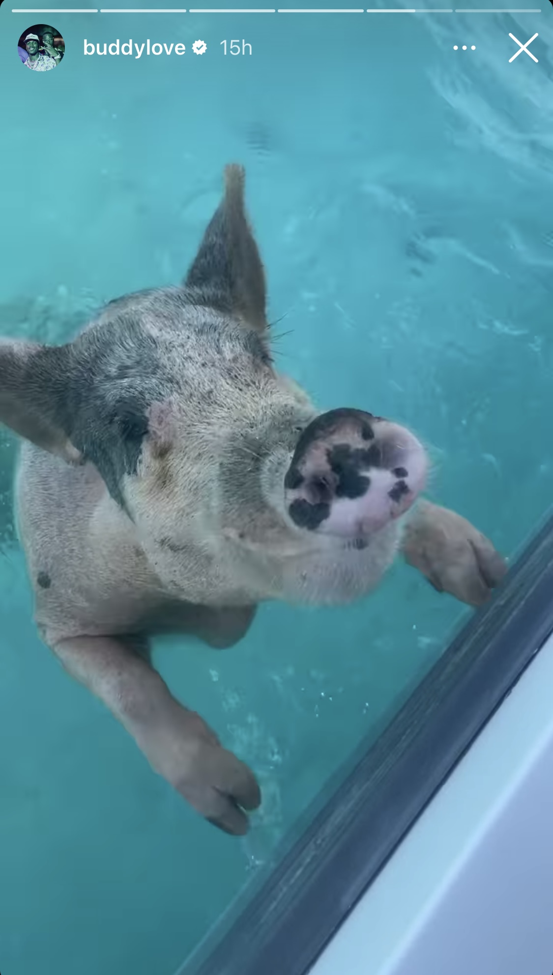 Hield swimming pig