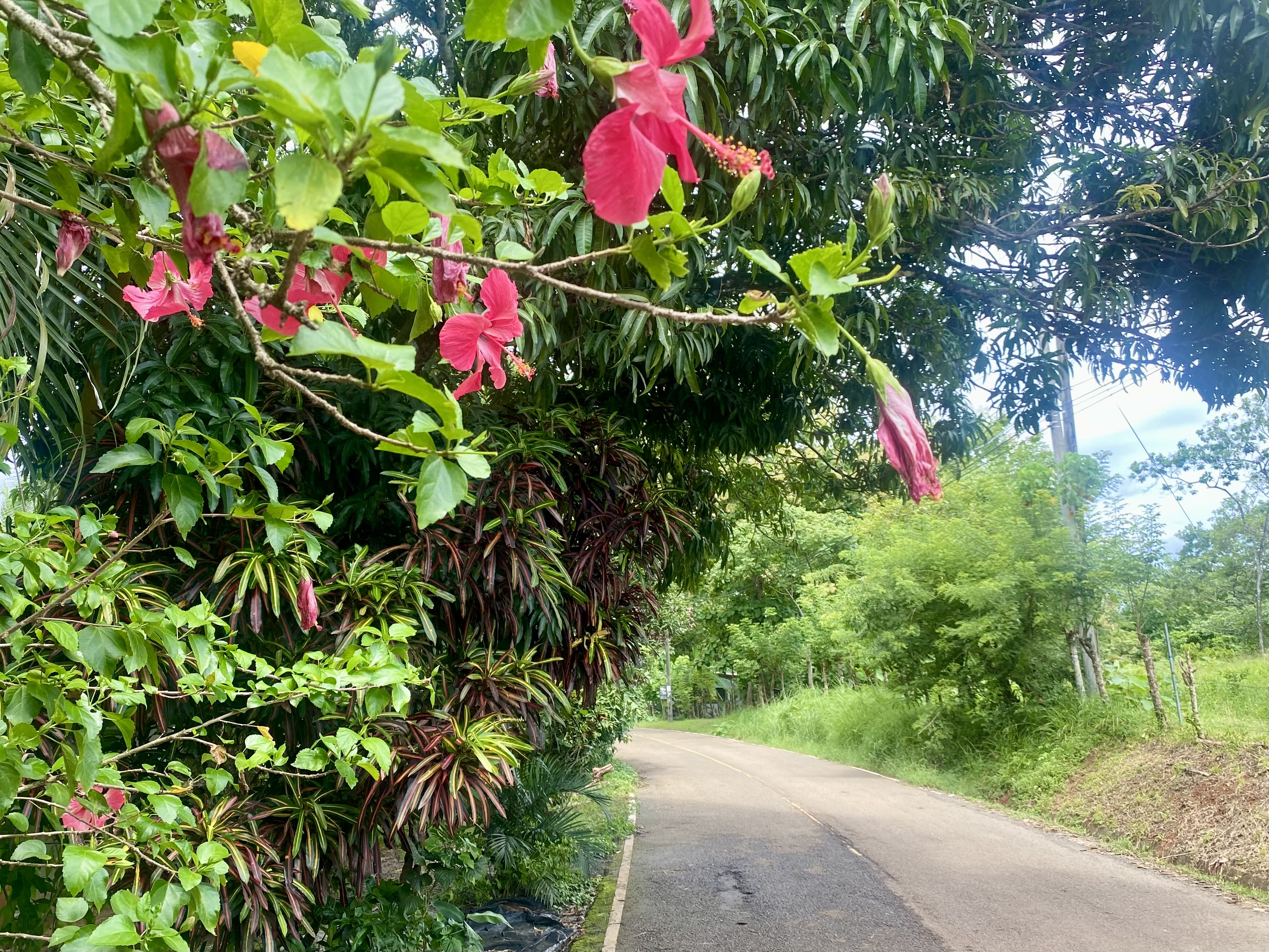 Santa Catalina Road