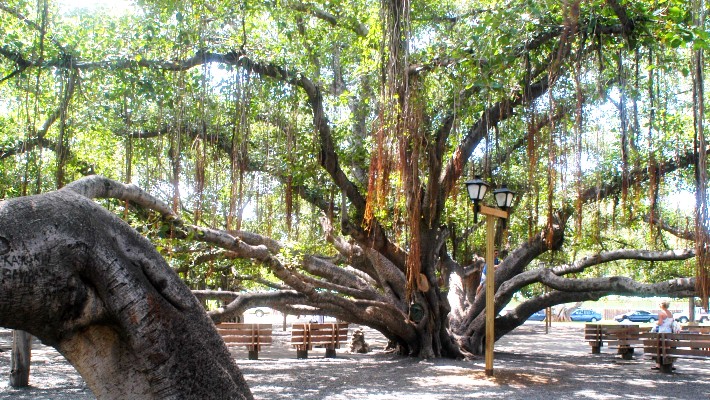 Maui's Banyan Tree Beginning To Bloom After Devastating Fire