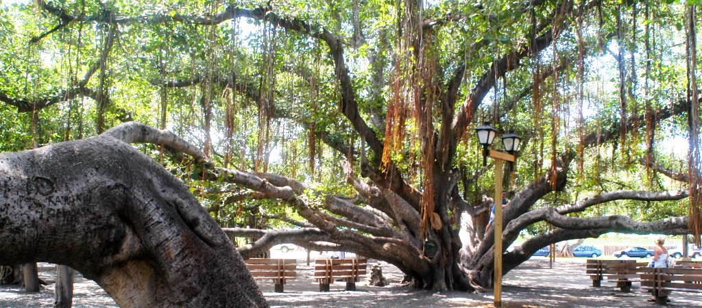 Banyan Tree Maui