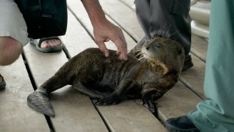 ‘I Had Been Bitten On My Butt’: A ‘Succession’ Actress Was The Latest Victim Of An Otter Attack