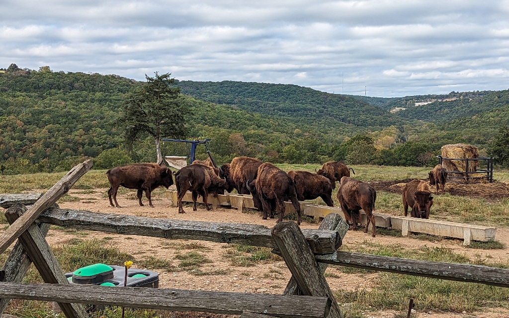 Buffalo at Buffalo Ridge