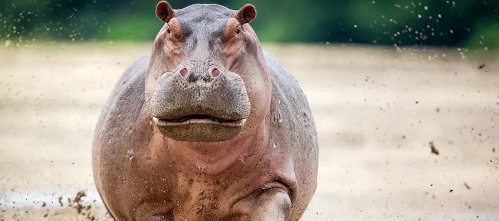 hippo