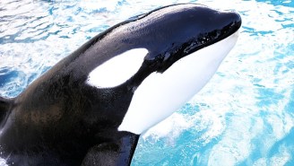 European Ship Captains Blasted Heavy Metal Music To Try To Scare Off Mischievous Orcas And, Buddy, It Sure Did Backfire