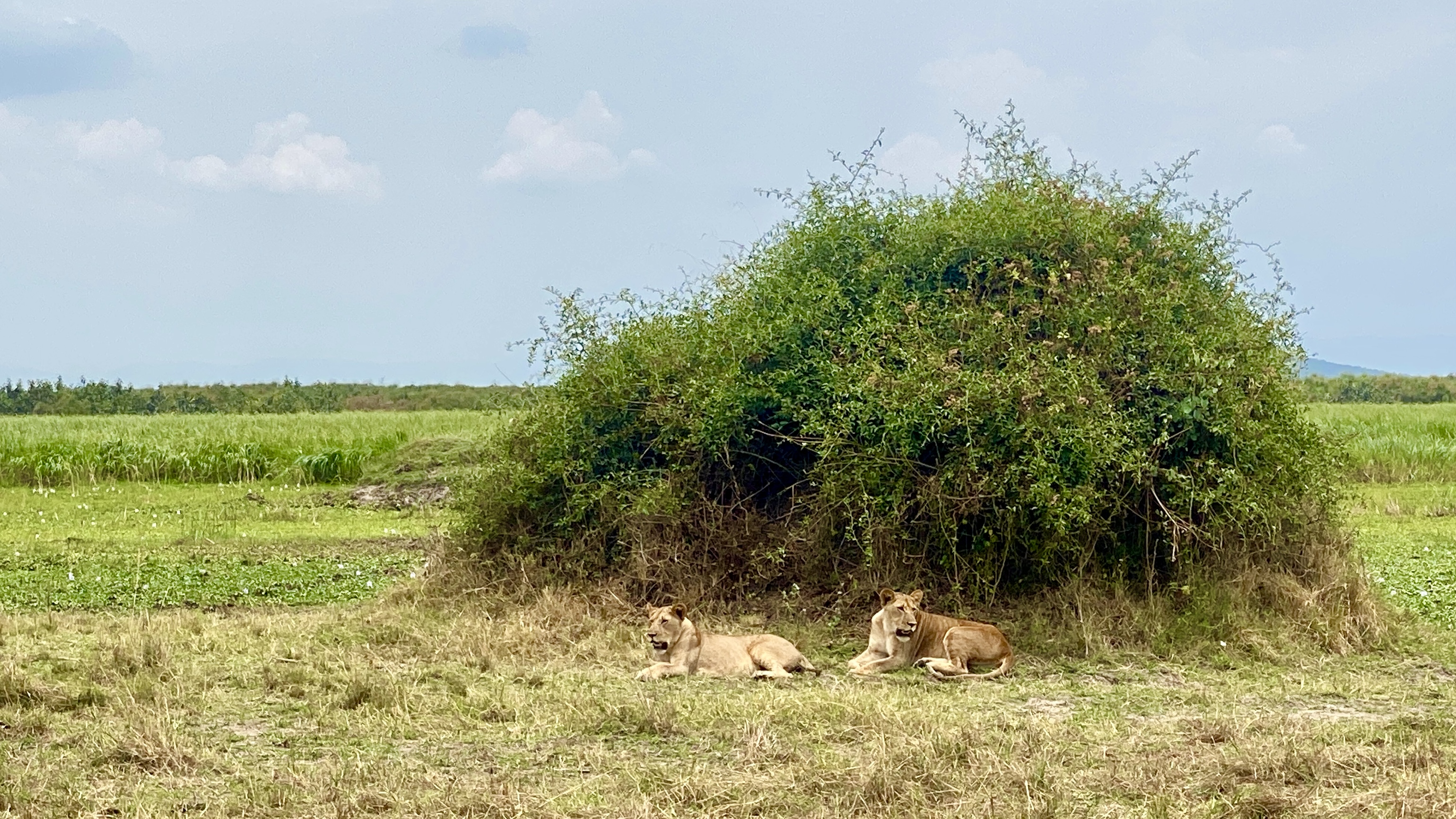 RWANDA Akagera National Park Safari