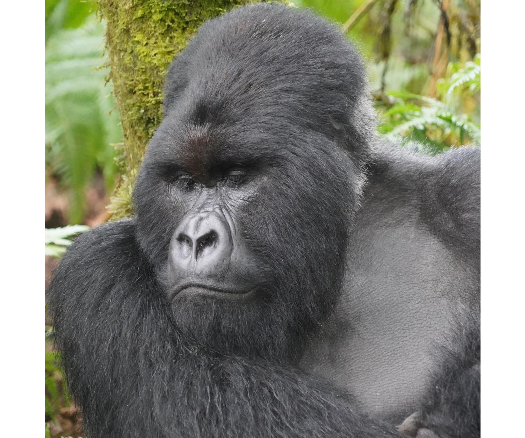 RWANDA Gorilla