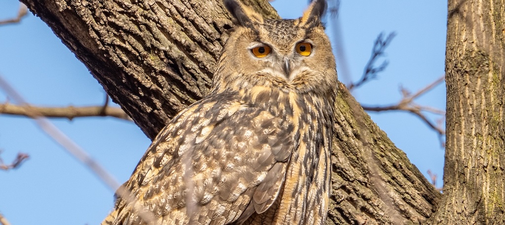 Flaco Owl