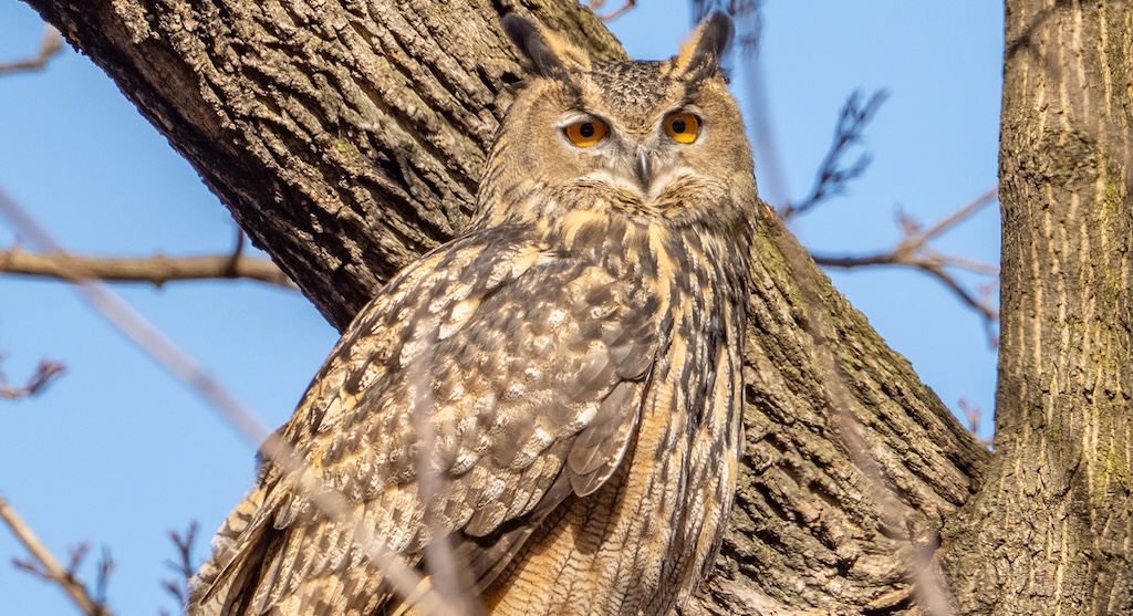 Flaco, The Owl That Escaped From Central Park Zoo, Has Died