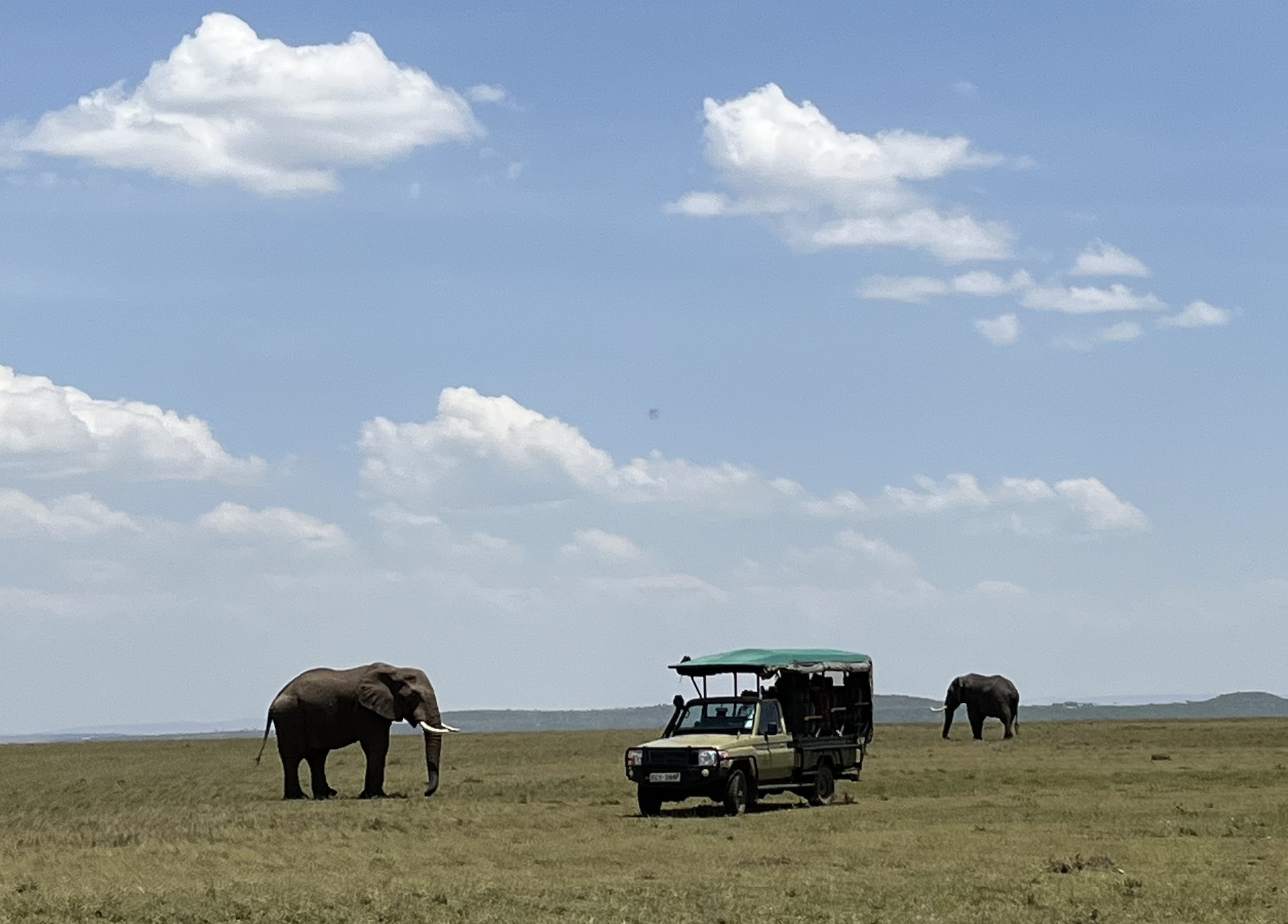 elephant and safari jeep