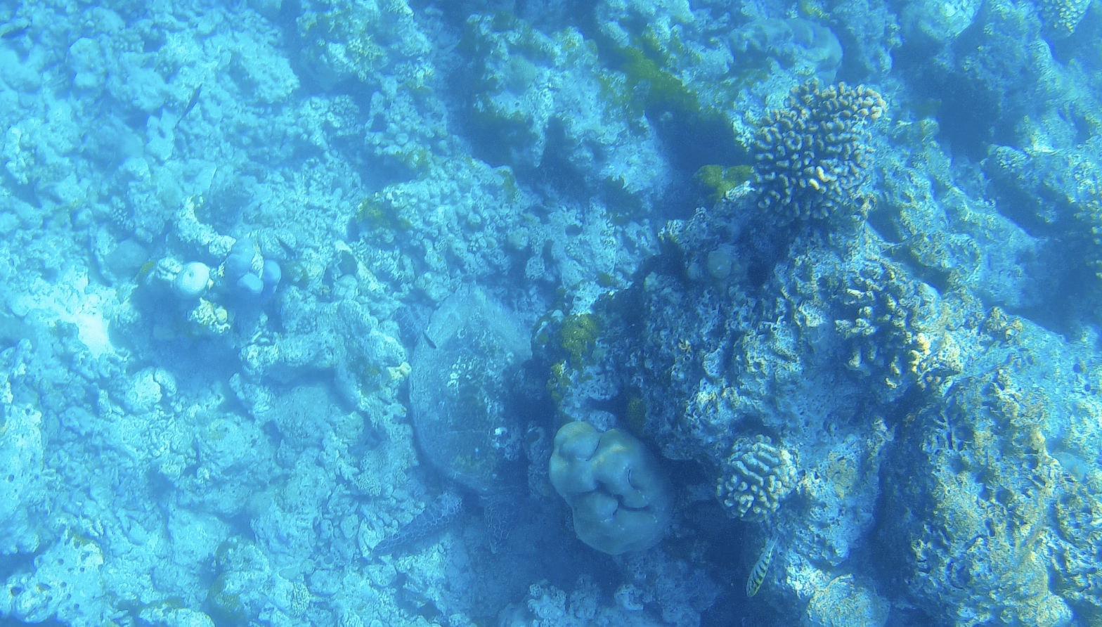 sea turtle maldives