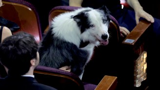 The Biggest Star At The 2024 Oscars Is… A Dog
