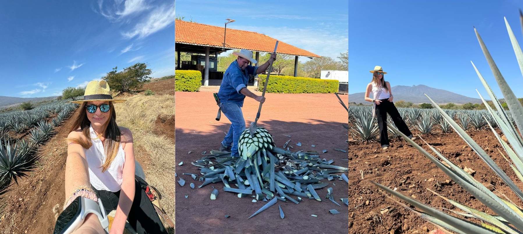 Agave Fields